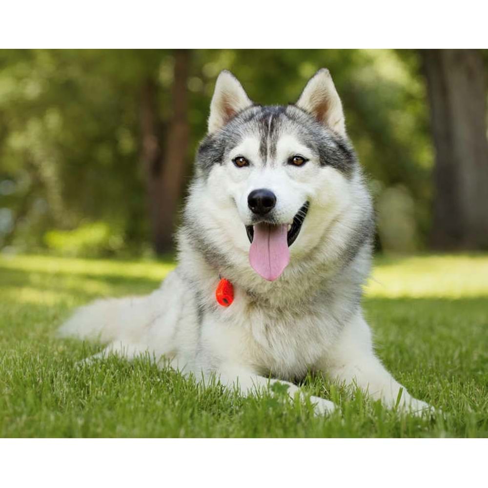 Tickless Pet Ultrasonic Turuncu - Kedi ve Köpek İçin Kene Bit Pire Kovucu