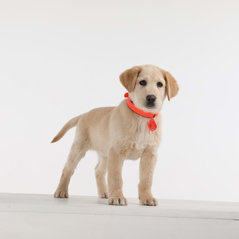 Tickless Pet Ultrasonic Turuncu - Kedi ve Köpek İçin Kene Bit Pire Kovucu