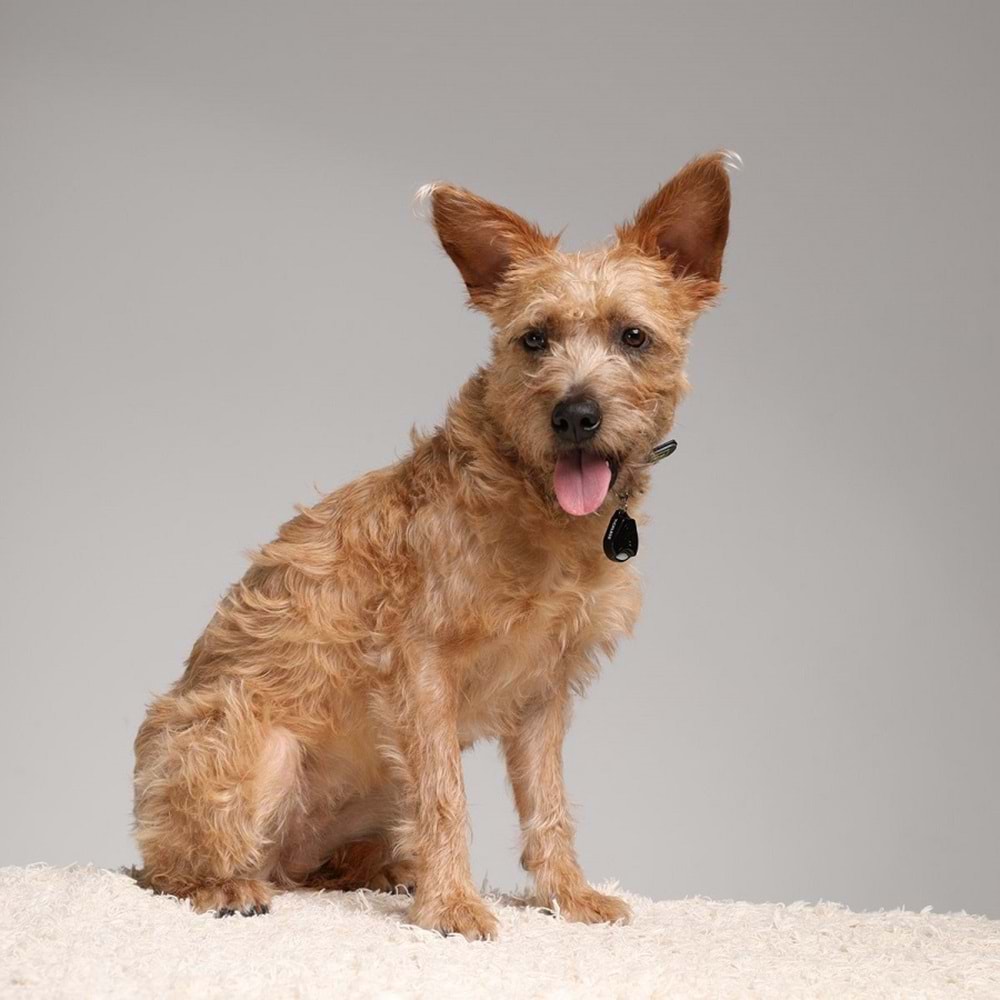 Tickless Pet Ultrasonic Siyah - Kedi ve Köpek İçin Kene Bit Pire Kovucu
