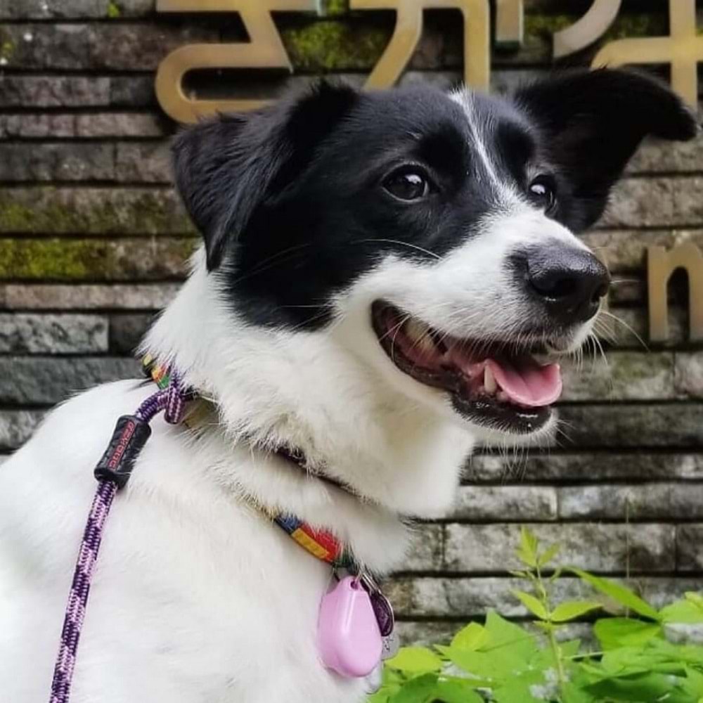 Tickless Pet Ultrasonic Pembe - Kedi ve Köpek İçin Kene Bit Pire Kovucu
