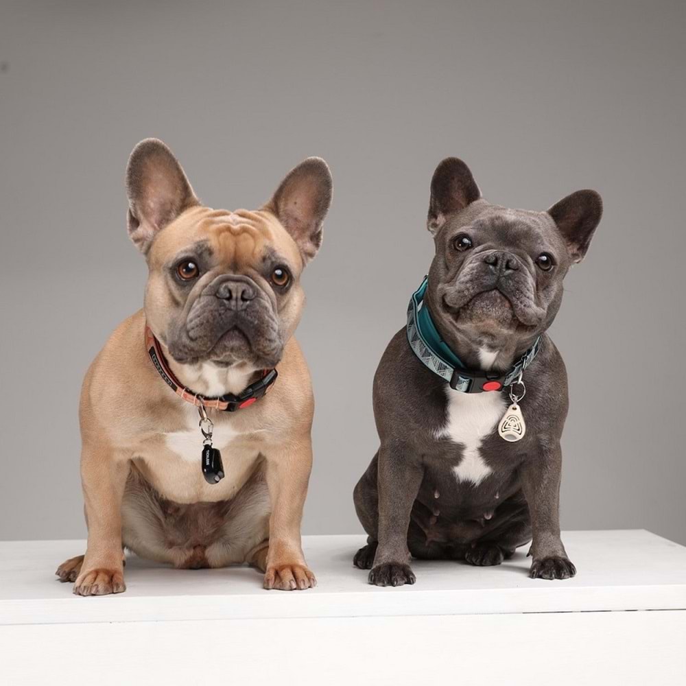 Tickless Pet Ultrasonic Bej - Kedi ve Köpek İçin Kene Bit Pire Kovucu