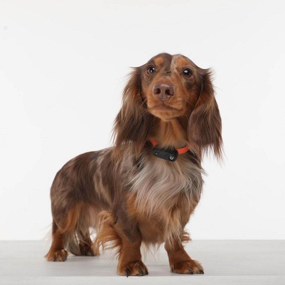Tickless Mini Dog Şarjlı Ultrasonic Mavi - Köpek İçin Kene Bit Pire Kovucu